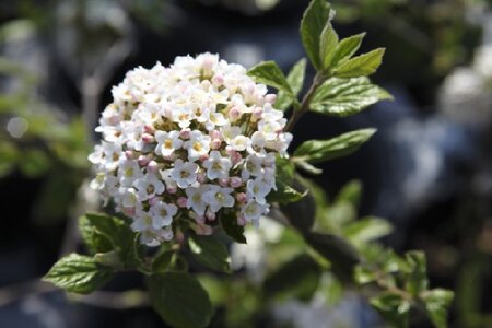 VIBURNUM x burkwoodii - image 1