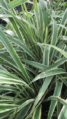 DIANELLA tasmanica 'Wyeena'