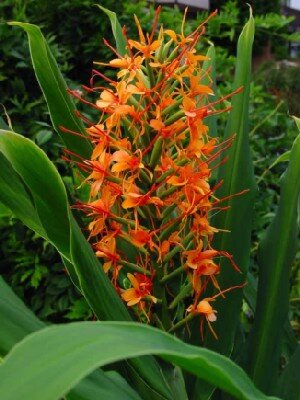 HEDYCHIUM 'Tara'