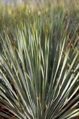 YUCCA rostrata 'Sapphire Skies'