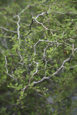 SOPHORA 'Little Baby' - image 1