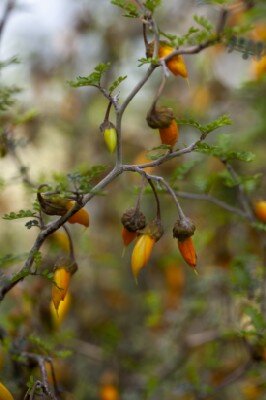 SOPHORA 'Little Baby' - image 2
