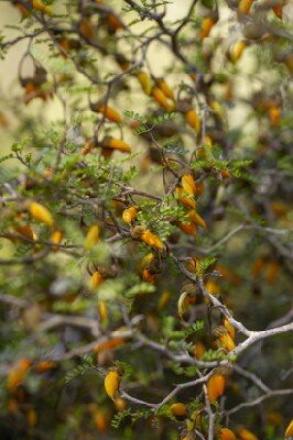 SOPHORA 'Little Baby' - image 3