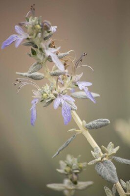 TEUCRIUM fruticans 'Ouarzazate' - image 1