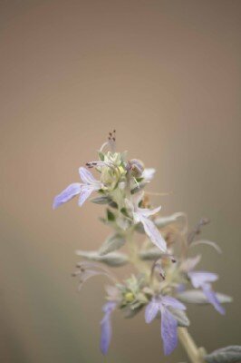 TEUCRIUM fruticans 'Ouarzazate' - image 2