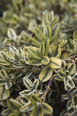 VERONICA 'Silver Queen'