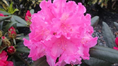 RHODODENDRON 'Kalinka'