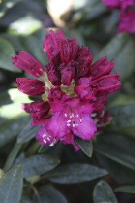 RHODODENDRON 'Marie Fortie' - image 2