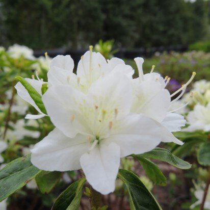 RHODODENDRON 'Schneewittchen'
