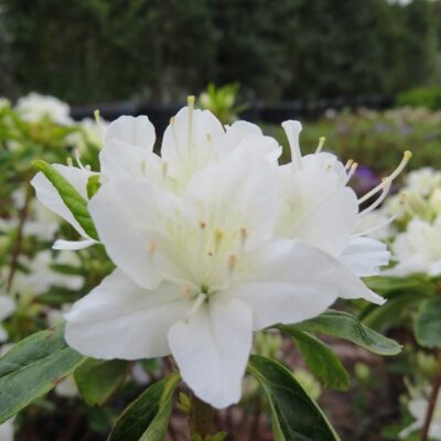 RHODODENDRON 'Schneewittchen'