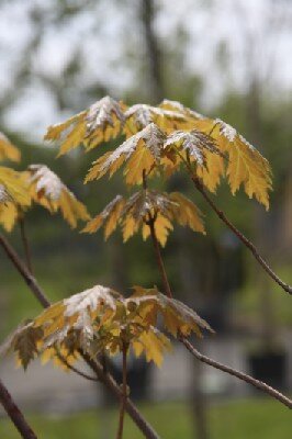 ACER saccharinum 'Pyramidale'