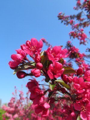 MALUS 'Prairifire' - image 2