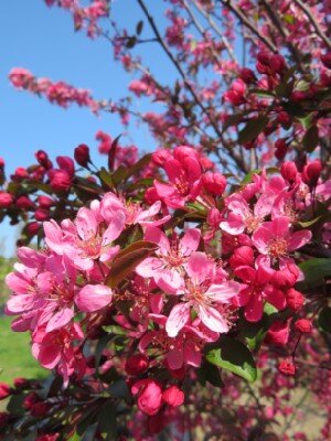 MALUS 'Prairifire' - image 3
