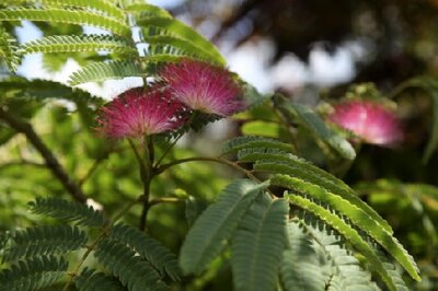 ALBIZIA julibrissin 'Ombrella'