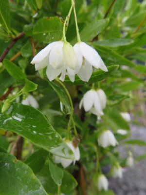 SOLLYA heterophylla 'Alba' - image 1