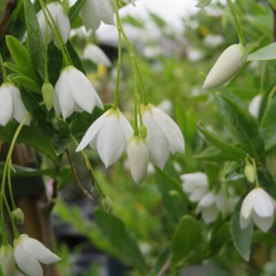 SOLLYA heterophylla 'Alba' - image 2