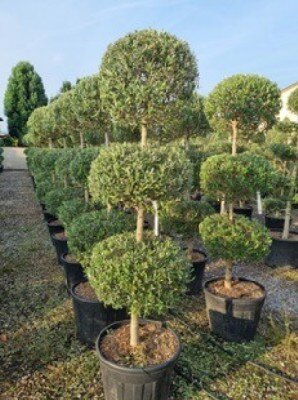 OLEA europaea Topiary