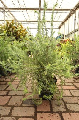LEUCADENDRON 'Jubilee Crown'