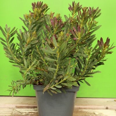LEUCADENDRON salignum 'Winter Red'