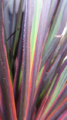 LIBERTIA ixioides 'Taupo Sunset'
