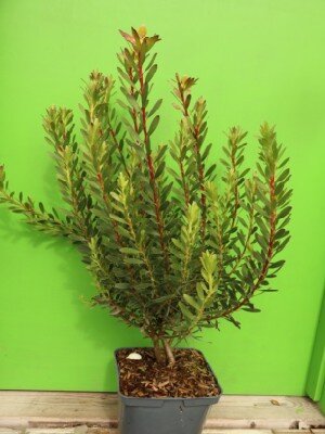 LEUCADENDRON 'Starburst'