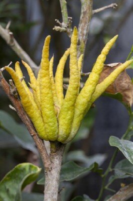 CITRUS medica 'Digitata' - image 2