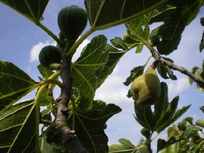 Ficus carica 'Dalmatie' (FIG)