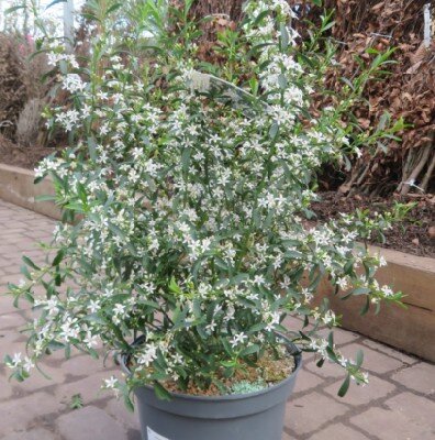 ERIOSTEMON myoporoides