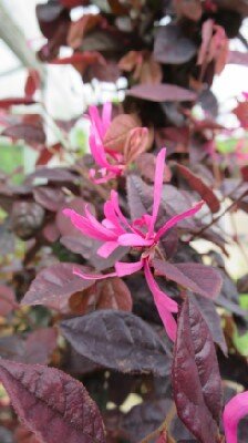 LOROPETALUM chinense 'Fire Dance'