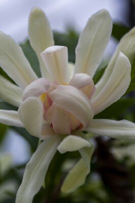 CALYCANTHUS 'Venus' - image 2