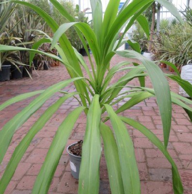 CORDYLINE australis 'Emerald Star'
