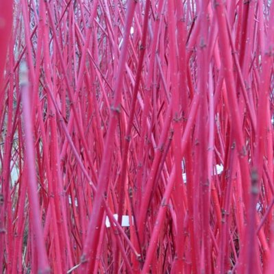 CORNUS alba 'Sibirica'
