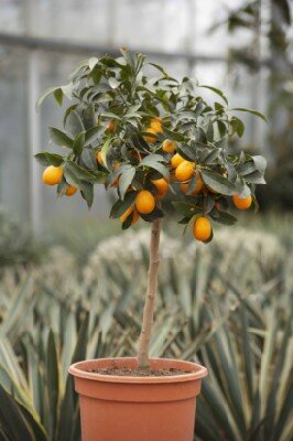 CITRUS japonica 'Nagami' KUMQUAT