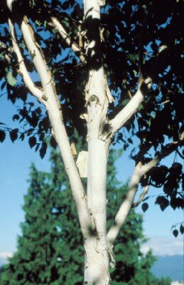 BETULA utilis 'Snow Queen'