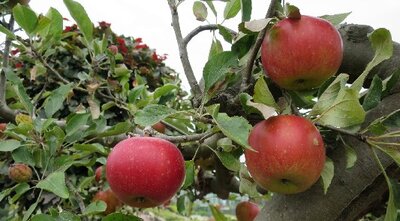 Malus domestica 'Elstar' (Apple)