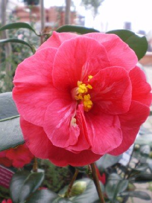 CAMELLIA japonica 'Adolphe Audusson'