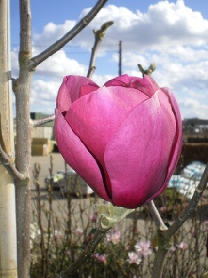 MAGNOLIA 'Black Tulip'