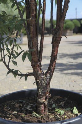 PRUNUS serrula 'Branklyn'