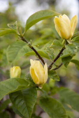 MAGNOLIA 'Yellow Lantern' - image 2
