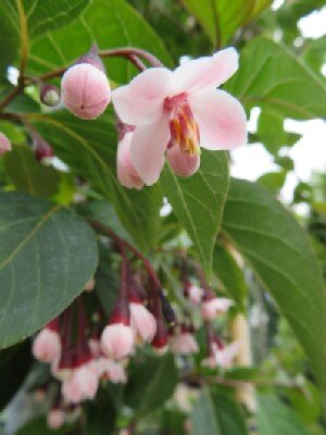 STYRAX japonicus 'Purple Dress'