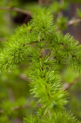 LARIX kaempferi
