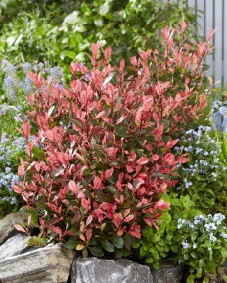 PHOTINIA x fraseri 'Little Fenna'