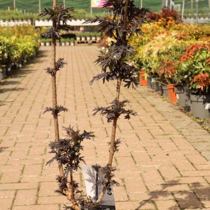 SAMBUCUS nigra 'Laced Up'