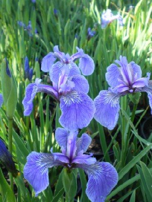 IRIS hookeri