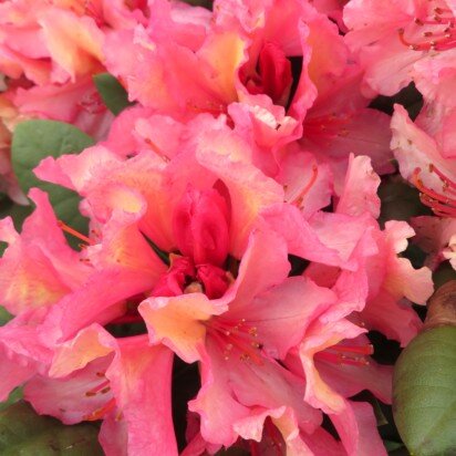 RHODODENDRON 'Brasilia'