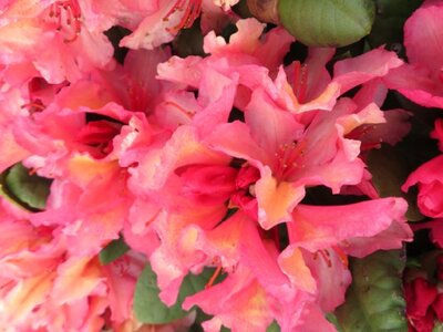 RHODODENDRON 'Brasilia'