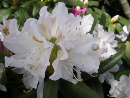 RHODODENDRON 'Cunningham's White'