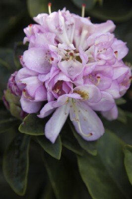RHODODENDRON 'Gomer Waterer'