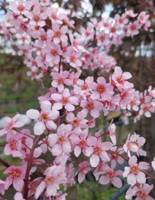 PRUNUS padus 'Colorata' - image 2