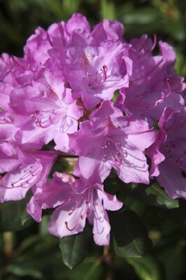 RHODODENDRON 'Roseum Elegans'